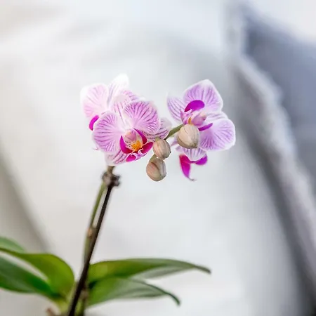 Apartment Renovated Typical Baixa Apartment, By Timecooler Lissabon